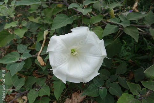 Big white flower of Datura innoxia in August photo