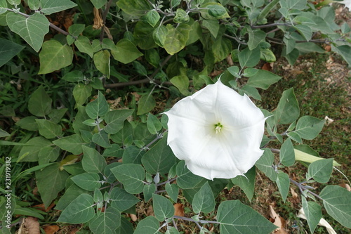 Datura innoxia with white flower and buds photo