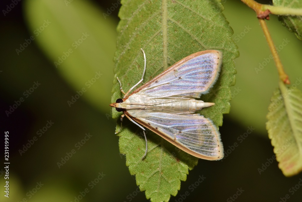 A small Four-spotted Palpita Moth (Palpita quadristigmalis) roosting on a small leaf during the night. They are usually a white/pinkish hue and their wings can be somewhat transparent. A small Four-spotted Palpita Moth (Palpita quadristigmalis) roosting on a small leaf during the night. They are usually a white/pinkish hue and their wings can be somewhat transparent.