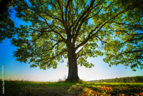 Single oak tree
