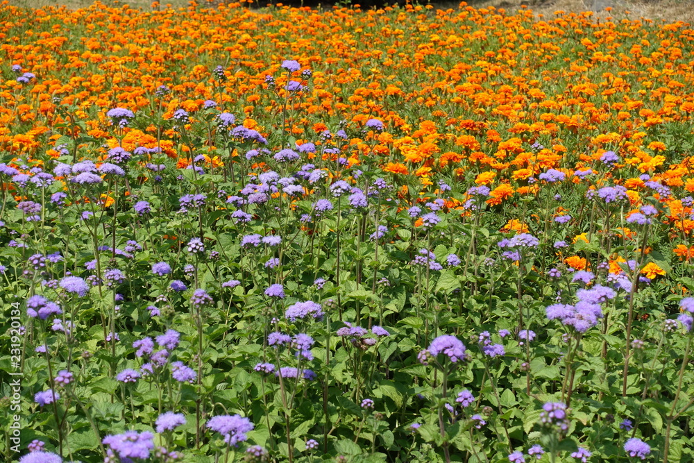 Marigolds and flossflowers in the flowerbed in July