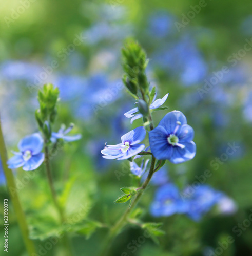 Blue forget-me-not flowers on spring sunny day