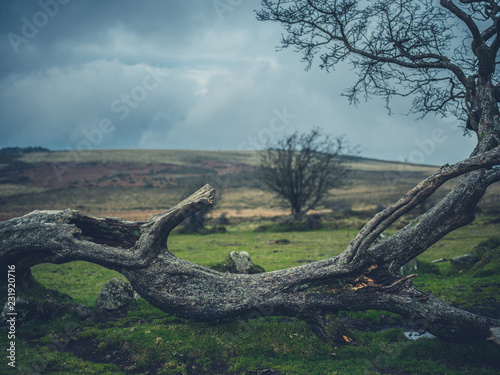 Fallen tree on the moor in autumn