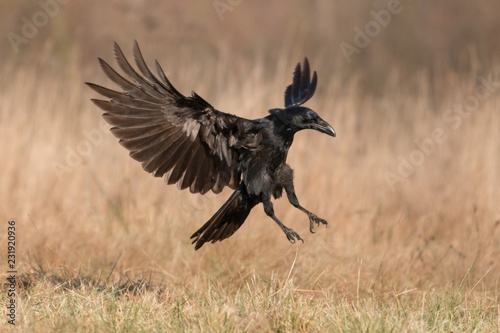 Black raven flying in moonlight.(Corvus corax) Scary, creepy. Halloween