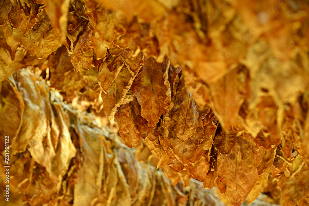 tobacco leaves druing in the shed, shallow dof