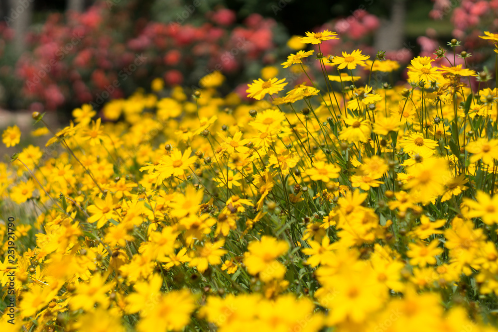 Field of flowers Field of flowers