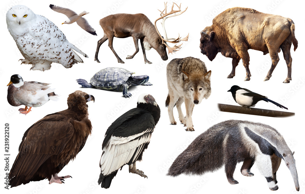 Obraz premium set of north american animals isolated