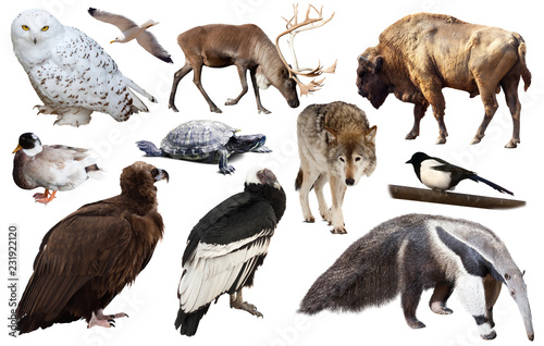 set of north american animals isolated © JackF