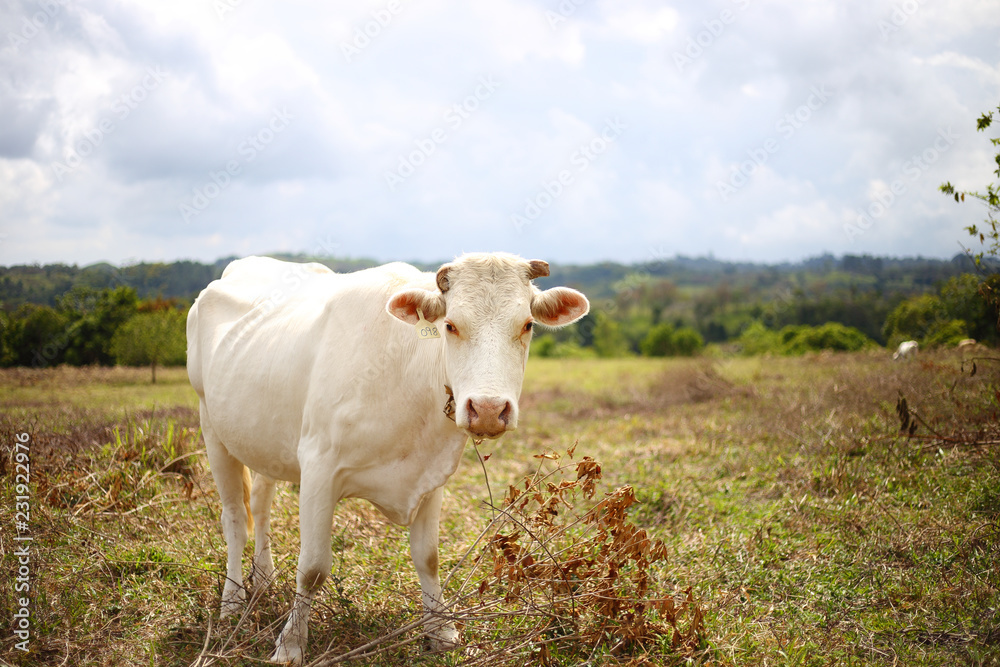 White cow in a field White cow in a field