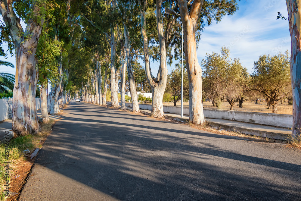 Eucalyptus street to beach in Kolymbia  (Rhodes, Greece)