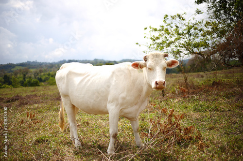 Albino cow in a pasture