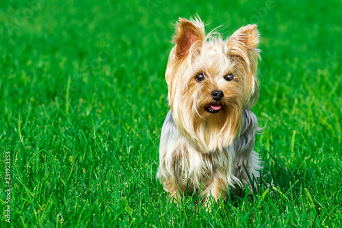 Photography portrait of a dog breed Yorkshire Terrier, on a background of green lawn