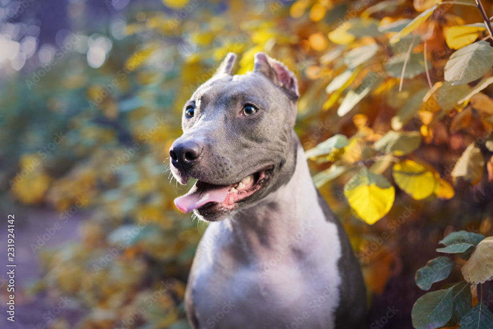 beautiful dog portrait blue american staffordshire terrier amstaff stafford pit bull puppy walking outdoor in autumn forest