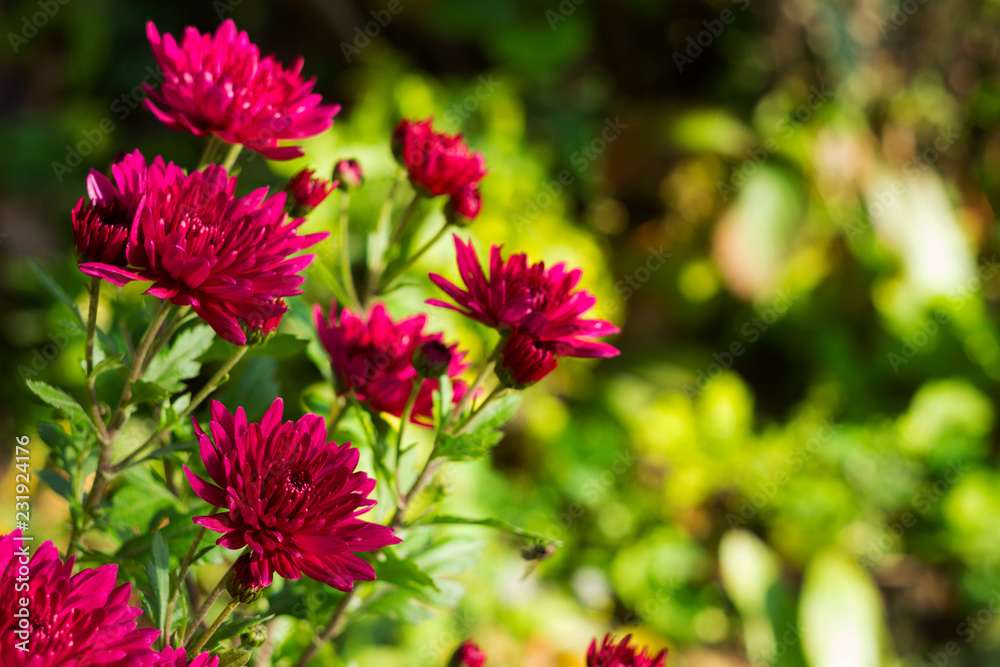 Beautiful pink chrysanthemum blooms in the garden, place for text, autumn flowers background Beautiful pink chrysanthemum blooms in the garden, place for text, autumn flowers background