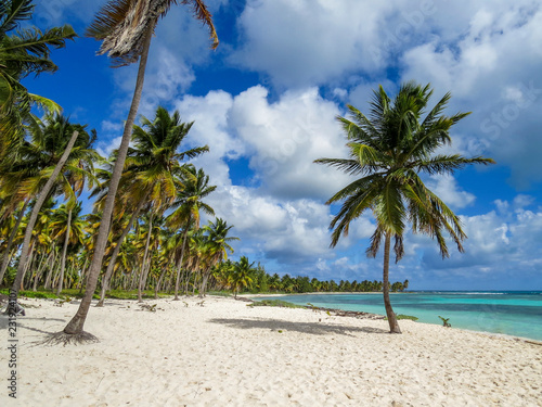 Palm trees on a tropical beach (Saona Island, Domenican Republic), Beautifull Beach with white sand of a typical tropical island of the caribbean photo