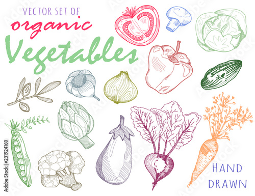 Hand drawn colored graphic vegetables. Vector set
