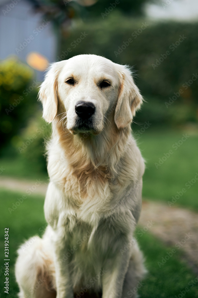 Portrait eines hübschen Golden Retriever