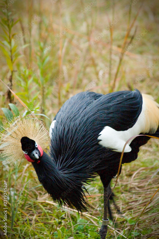 Fototapeta premium crowned crane