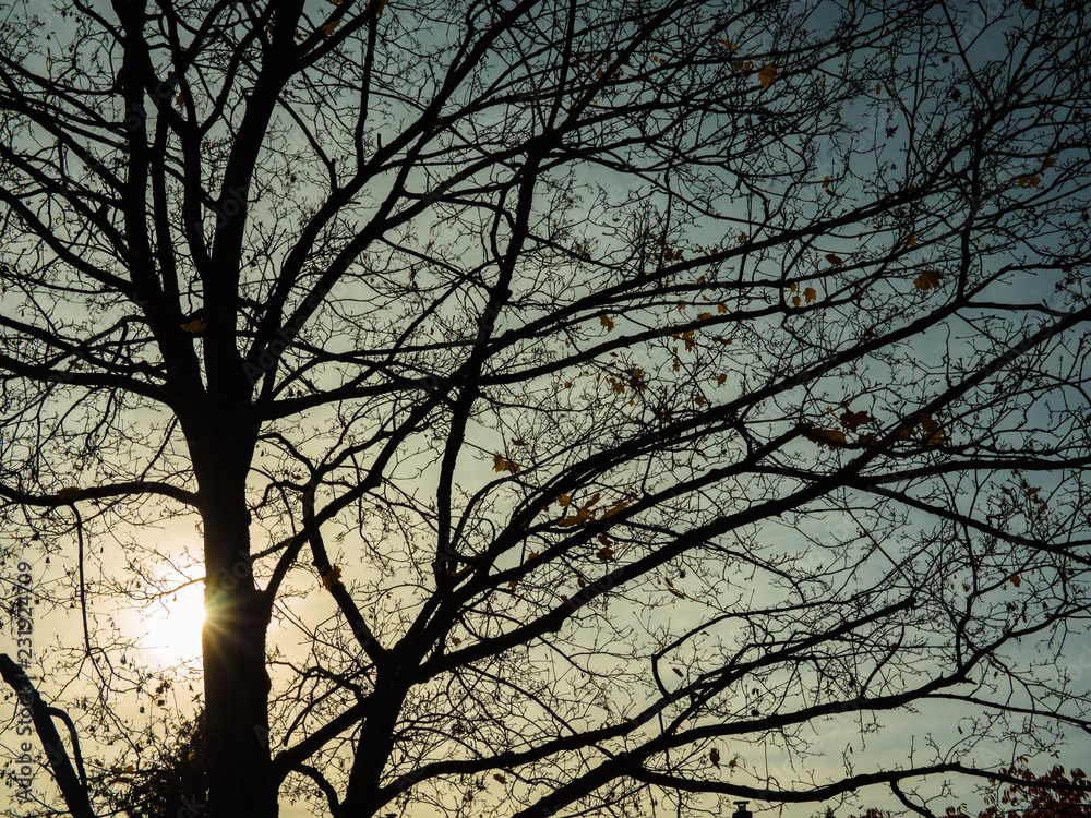 silhouette of tree with the sun behind silhouette of tree with the sun behind