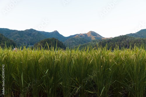 Japan Countryside Rice