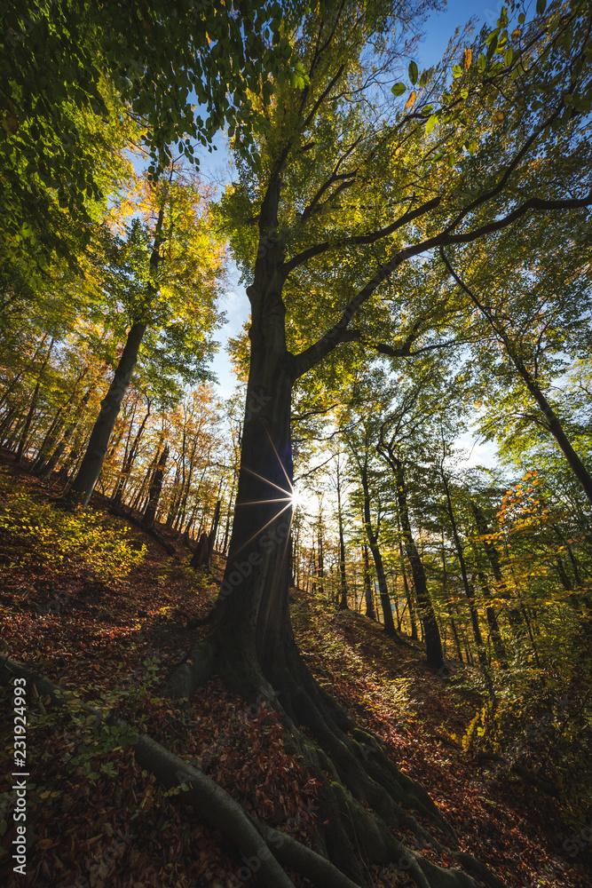 Obraz premium Rotbuche im Wald