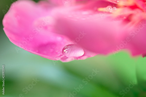 Pink petals Peony (Paeonia) with a water drops. Fresh Flower. Isolated on green background