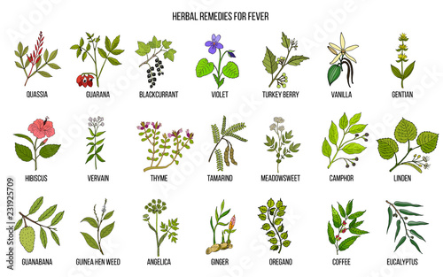 Best medicinal herbs for fever photo