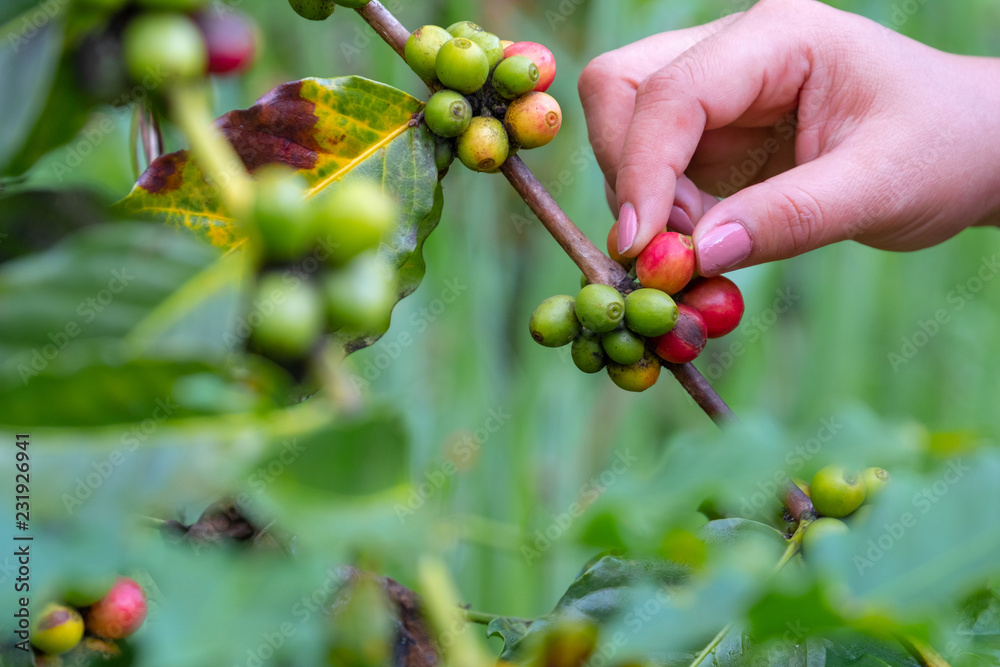 hand picking a fresh and raw coffee beans on coffee tree in farm. hand picking a fresh and raw coffee beans on coffee tree in farm.
