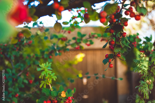  Red berries in the garden. Viburnum. Rowan.