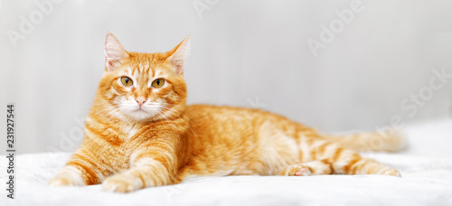 Fototapeta Naklejka Na Ścianę i Meble -  Red cat lying on the bed with a serious look