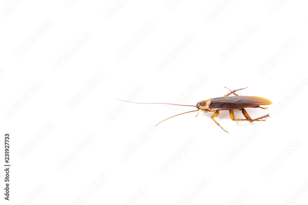 Fototapeta premium Focus body cockroach isolated on white background.
