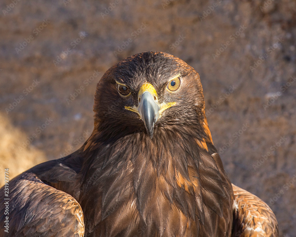 Naklejka premium Golden Eagle Close Up
