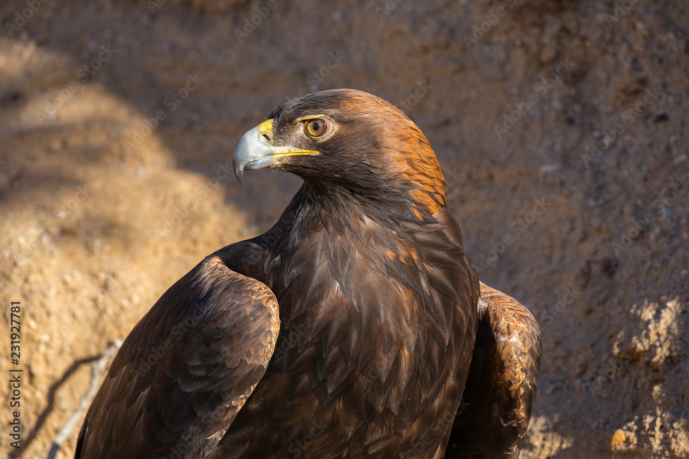 Fototapeta premium Golden Eagle Close Up