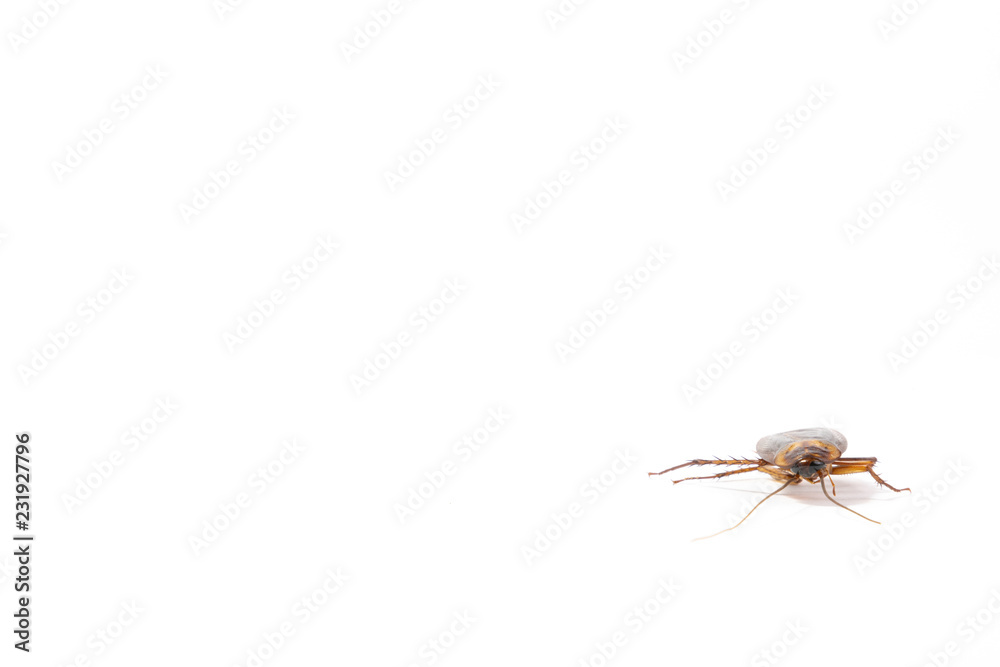Focus body cockroach isolated on white background. Focus body cockroach isolated on white background.