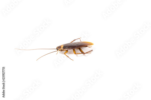 Focus body cockroach isolated on white background. © BBbirdZ