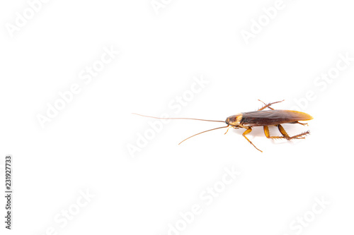 Focus body cockroach isolated on white background. © BBbirdZ