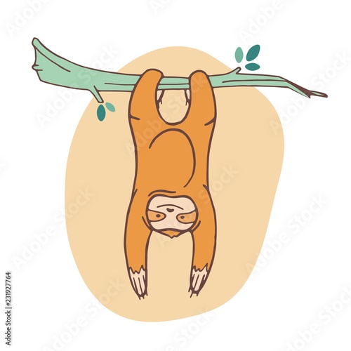Adorable sloth clinging to branch and hanging. Joyful wild exotic animal play...