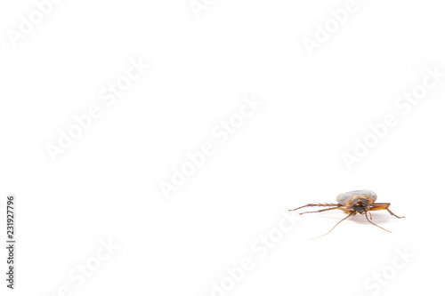 Focus body cockroach isolated on white background.
