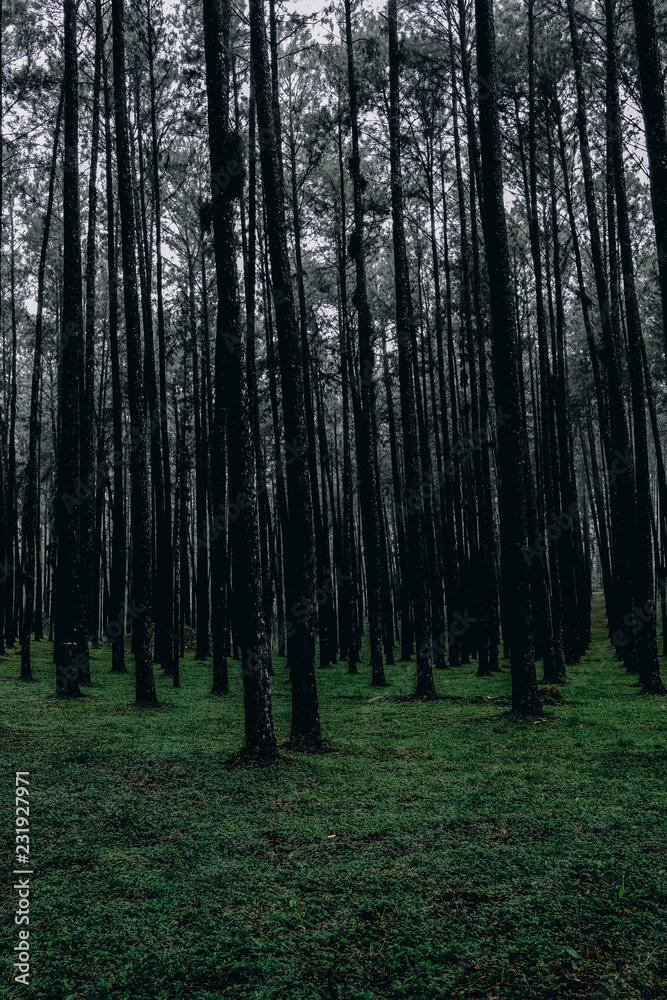 Fototapeta premium pine forest with tall trees and green grass, Cool Tone