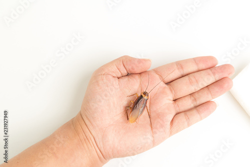 Focus body cockroach on human hand holding isolated on white background. Contagious diseases in the kitchen.
