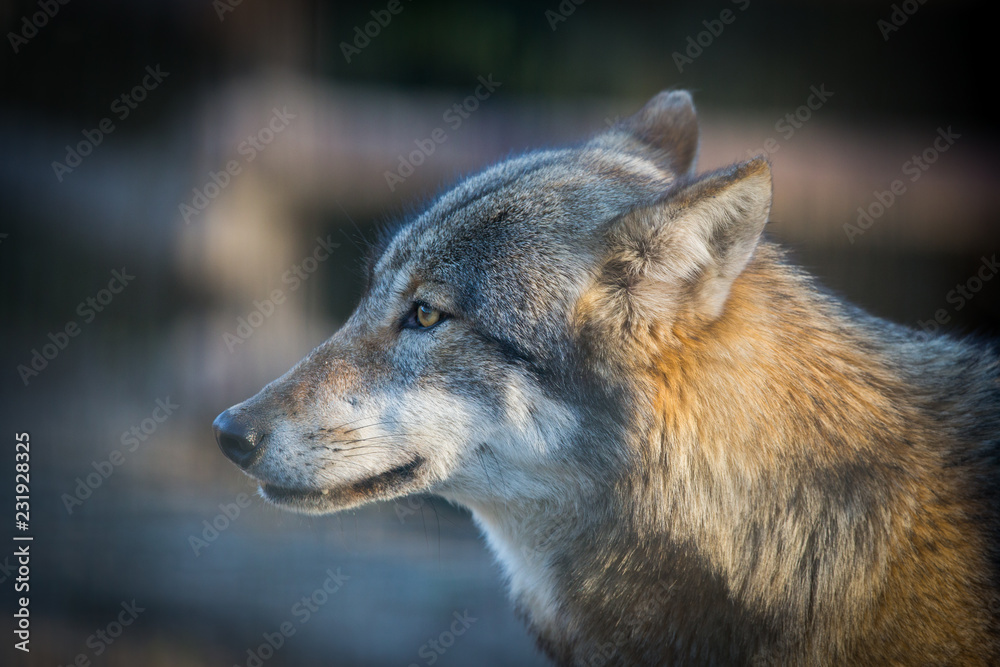 Fototapeta premium Scary dark gray wolf (Canis lupus)