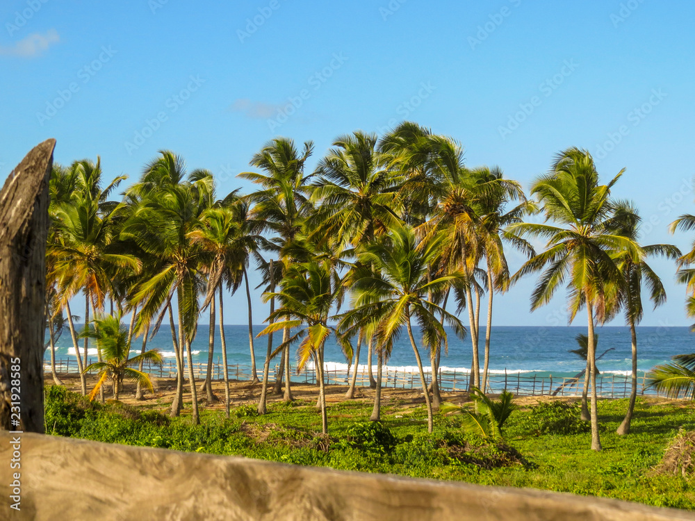 La Romana, Dominican Republic - Beautifull coast with tropical palms and white sand in the beach of a typical tropical island of the caribbean