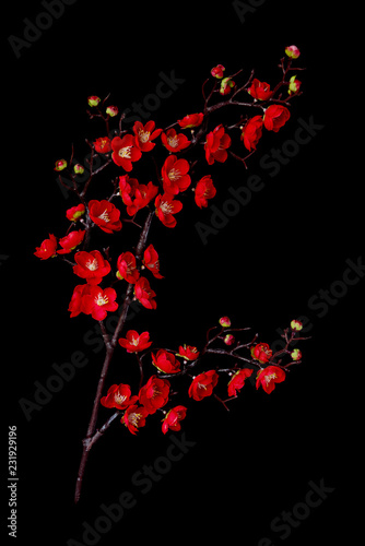 Branch of blossoming cherry