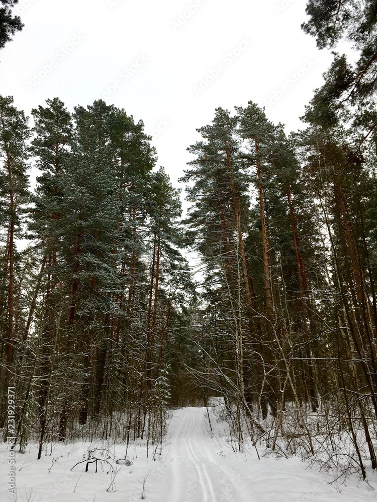 Fototapeta premium Ski track