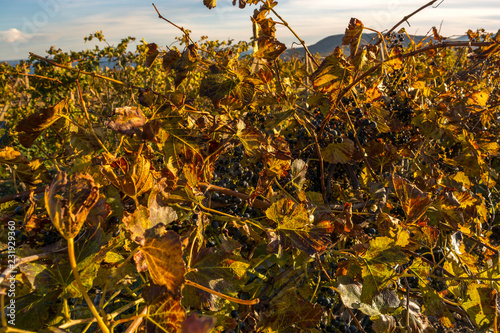 Autumn Vineyard © andreymuravin