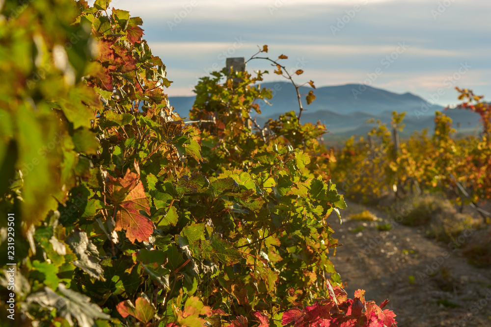 Obraz premium Autumn Vineyard