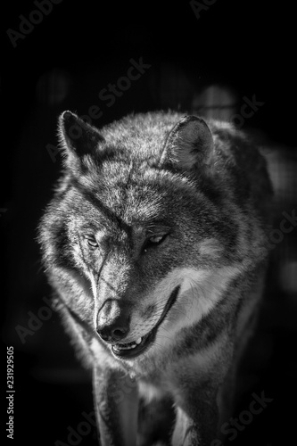Scary dark gray wolf (Canis lupus)
