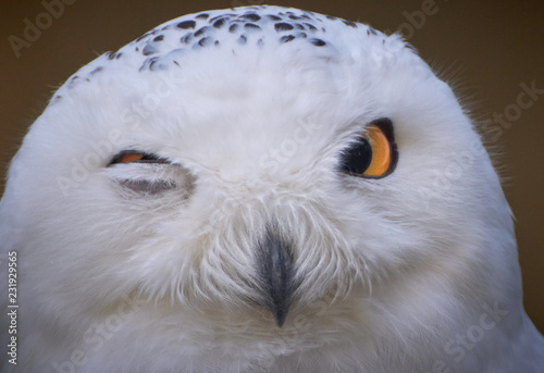 Funny portrait of a white Snowy owl (Bubo scandiacus) winking, one eye closed