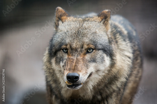 Straszny ciemnoszary wilk (Canis lupus)
