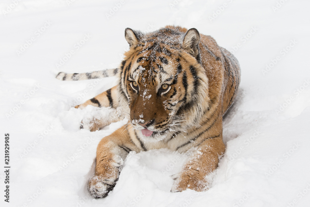 Fototapeta premium Siberian Tiger in Snowy forest